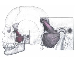 Image about Dental Distress Syndrome and Trigeminal Nervous System